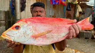 KASIMEDU SPEED SELVAM FISH 🐟 CUTTING VIDEO \ CUTTING FOCUS