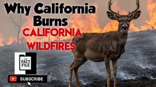 California in Flames: The History and Causes of Wildfires #californiawildfires #californiawildfire  
