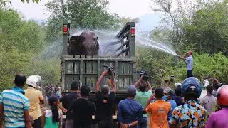 How wildlife officials move giant elephant into protected areas.