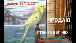 #ПРОДАЮ_птенца_ВВП_ЧЕХ вылуп 15/11/22 #волнистыйпопугай САМЕЦ 5 тр Санкт - Петербург+7 921 595 08 48