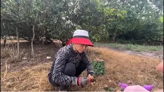  Sapodilla Harvesting ASMR - Sweet Sapodilla - sopodilla fruit recipe 
