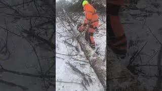  Zmarznięta sosna -9 obalanie okrzesywanie cięcie w klocki 25 cm 🔥🔥🔥🔥💪💪💪💪