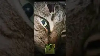 Crazy phone edit