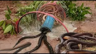 Smart Girl Make Eel Trap Using Electric Fan Basket Trap To Catch A Lot Of Eels