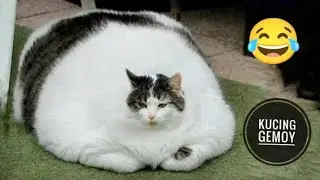 CORE CAT 😂 Забавное поведение толстого кота 😁 Забавный толстый кот #смешной #кот #кот #милый