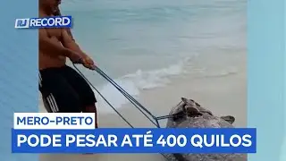 Pescadores e banhistas salvam peixe ameaçado de extinção em Arraial do Cabo (RJ)