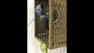 معرفة جنس الببغاء ورموز الحجل والتزاوج #إسأل_سكر