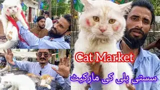 Cat market in Pakistan | Saddar Cat Market | Cat for Sale | Persian Cat | Kittens | Cats | 31-8-25