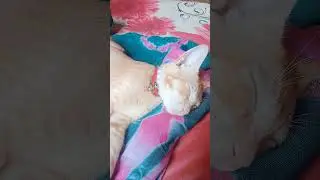 🥰🥰#maakapyar #pyaribilli #viralshortvideos #lovestatus #lovesong #pyaar #likesmyvideos #comments