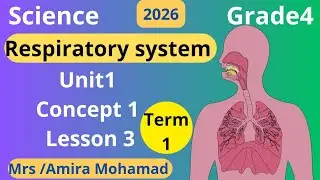 Science Grade4| Respiratory system |Lesson 3 | Concept 1.1 | First term2026شرح ساينس رابعه إبتدائي