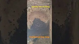traditional Beekeeping 🐝 honey harvesting 🍯 traditional bee hive Beekeeping kashmir