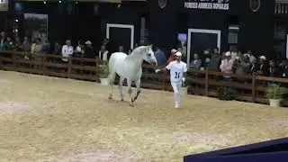 PRESTLEY CHEVAL ARABE BARBE DE NOTRE MAJEST&Eacute; MOHAMMED6 PROPRI&Eacute;TAIRE AZIZ CHOUGRANE OUED ZEM