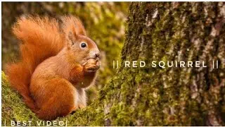 Red squirrel 🥰☺️😍. | Rodent | EI  #youtubeshorts