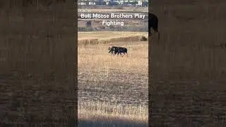 Two Bull Moose Play Fighting Must Be Brothers #bullmoose #moose #wildlfe