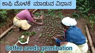 ಕಾಫಿ ಬೀಜದಿಂದ ಗಿಡ ತಯಾರಿಸುವ ವಿಧಾನ | How to make coffee plants #farming #coffee 