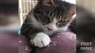 Chat dr&ocirc;le et mignon 2021