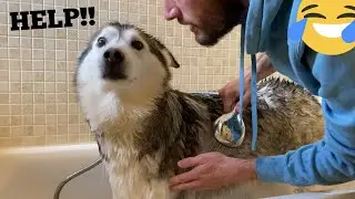 Husky Does Everything She Can To Avoid Bathtime! [FUNNIEST REACTION EVER!!]