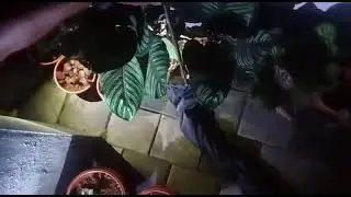 Rock Python Rescue from Chembaraki.