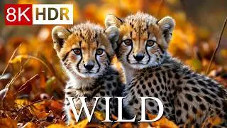 WILD ANIMALS WORLD 8K HDR &ndash; WILDLIFE ADVENTURES