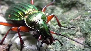 Un joli insecte