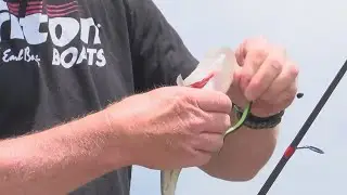 TWRA to release 50K largemouth bass into Boone Lake