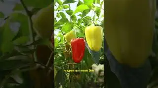 Всегда сажаю этот сорт перца! Просто идеален для заморозки и не только!