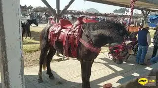 PLAZA GANADERA RANCHO LAS TABLAS, VUELVEN LOS CABALLOS FINOS EN ESTE 2026,ANIMALAZOS.