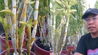 TUNTAS.! penyakit anggrek,obat anggrek, merawat anggrek, anggrek sakit