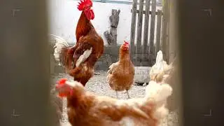 Chickens Pecking Grain Stock Video
