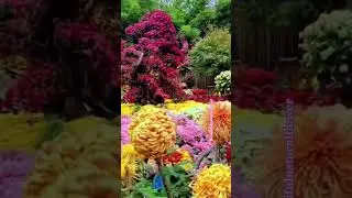 Beautiful natural flowers#flowers #nature #garden#naturalflowers #reading#beautifulflowers #love #1m