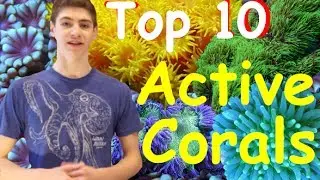Top 10 Most Active Corals -for Reef Tanks