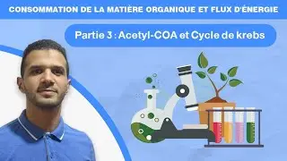 Consommation de la matière organique et flux d'énergie : partie 3 Acétyl-COA et cycle de krebs