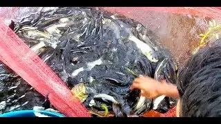 Wow! Amazing Net Fishing - How to Catch Fish by Hand - Part - 16