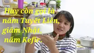 C&Aacute;CH NU&Ocirc;I - Nấm sữa Kefir,  NẤM TUYẾT T&Acirc;Y TẠNG, nấm Tuyết Li&ecirc;n, giấm Nhật, NẤM Kefir