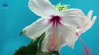 The Power of Healing Music on Emotional Trauma