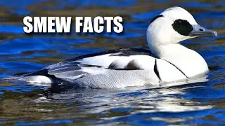 Факты о лутовке: ЧЁРНО-БЕЛАЯ УТКА 🦆 Файлы с фактами о животных