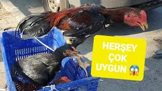 ADANA GÜVERCİN VE TAVUK PAZARI 15.09.2024 @Resul HOY  #hinthorozu #tavuk #güvercin