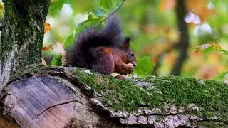 Why do squirrels have bushy tails?