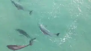 Dolphins playing at Byron Bay