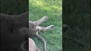 lion pee in front of buffalo soon regrets #trending #animals #bigcatswildlife #market #trend #money