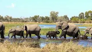 Khwai River Crossing - Magotho 2025