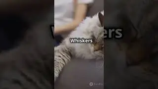 Epic Cat Adventures: Whiskers' Wild Journey!#fyp #viralshorts #subscribe #dog#cat