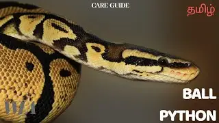 BALL PYTHON | exotic pet care guide