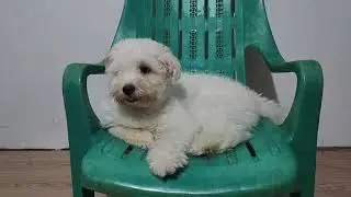 🐶&nbsp;#maltese #doglover #pets #dogshorts #groomingdog #dog #catlover #travel #maltipoo #petbacker