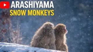 Arashiyama Snow Monkeys