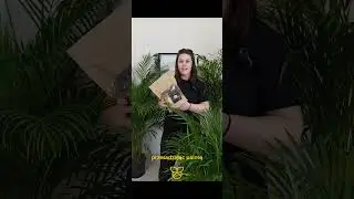 Palma areka - co musisz o niej wiedzieć #palma #areca #roślinydoniczkowe  #plants