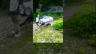 Wild dogs in the beautiful nature of Iran #nature #iran #dog