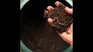 Inside the dog poop septic tank