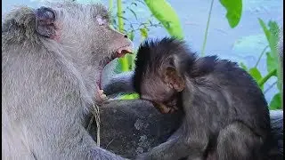 Timo !! Lucy make you scare instead baby Timo when close mouth| What happen to baby Timo.