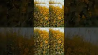 Villagelife 💫 #titlisong 🎵 # mustard harvest 🪴 #radheradhe 🤍❣️🤍 #proudtobedesi ✨ #newshort 🦋